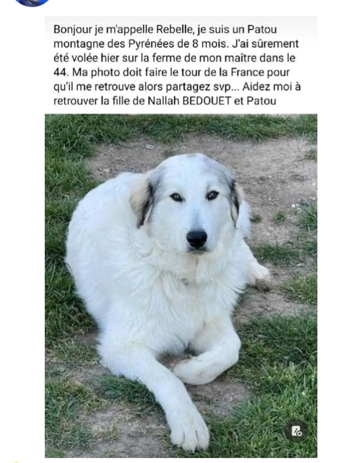 #patou #MontagneDesPyrénées
Reçu mais je n'ai pas la source
#SosAnimaux
#chien 
#vol #disparition