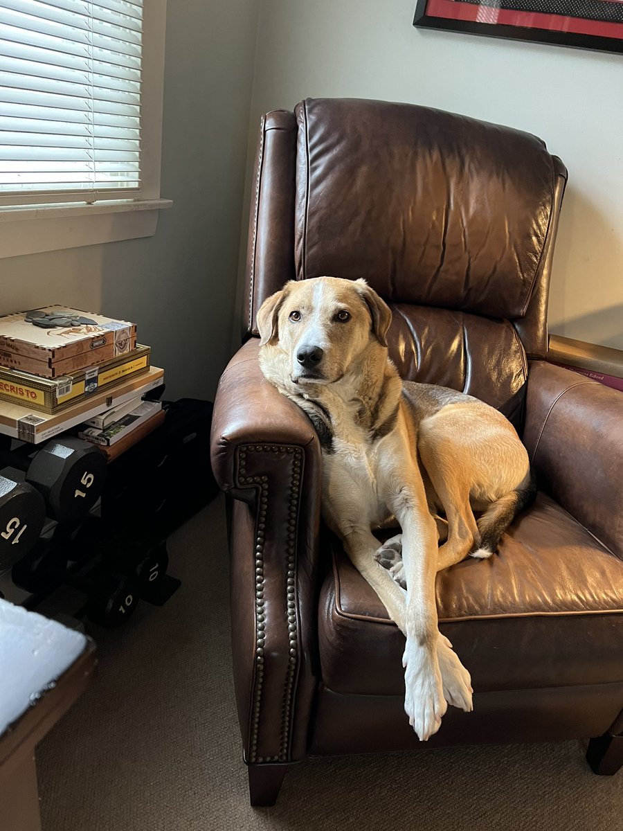 the7AMProject's tweet image. This guy though… #DogsofTwittter