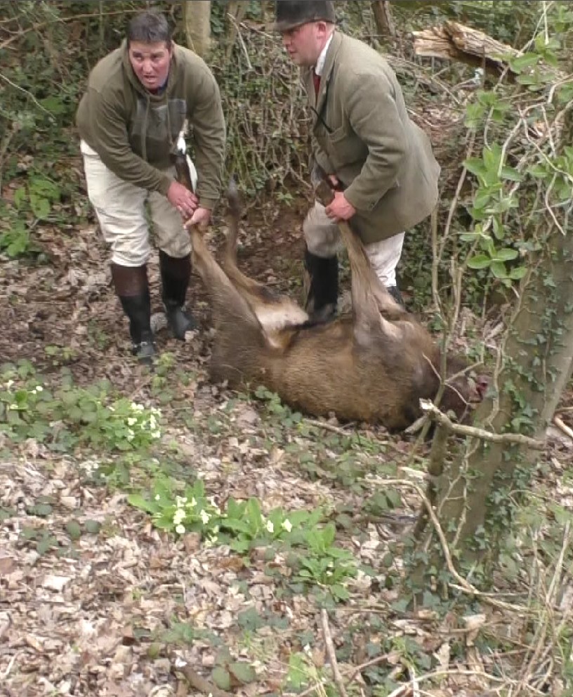 Here's our video and report of the horrific death of a stag at the hands of the Quantock Staghounds yesterday. Thanks to <a href="/mendiphuntsabs/">Mendip Hunt Sabs</a> for working with us to try and save him. fb.watch/j_9uMi_xYC/