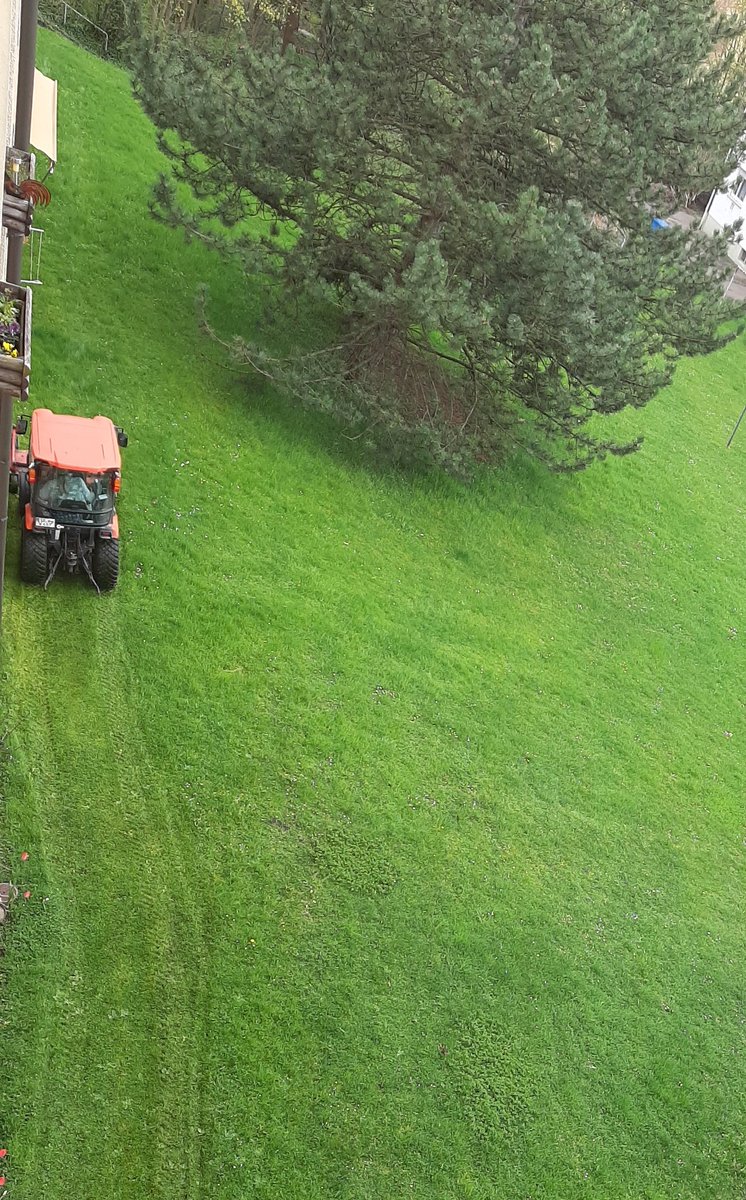 DieSelbeInGruen's tweet photo. Es geht wieder los. Gerade ist Gras, Gänseblümchen & Löwenzahn ein wenig gewachsen, wird es abgemäht. Mindestens einmal die Woche.
Und dann wundern sich die Leute, wo die Insekten hinverschwinden.
#ökozid #ecozide #biodiversität #insektensterben https://t.co/r8NR2iyXJ5