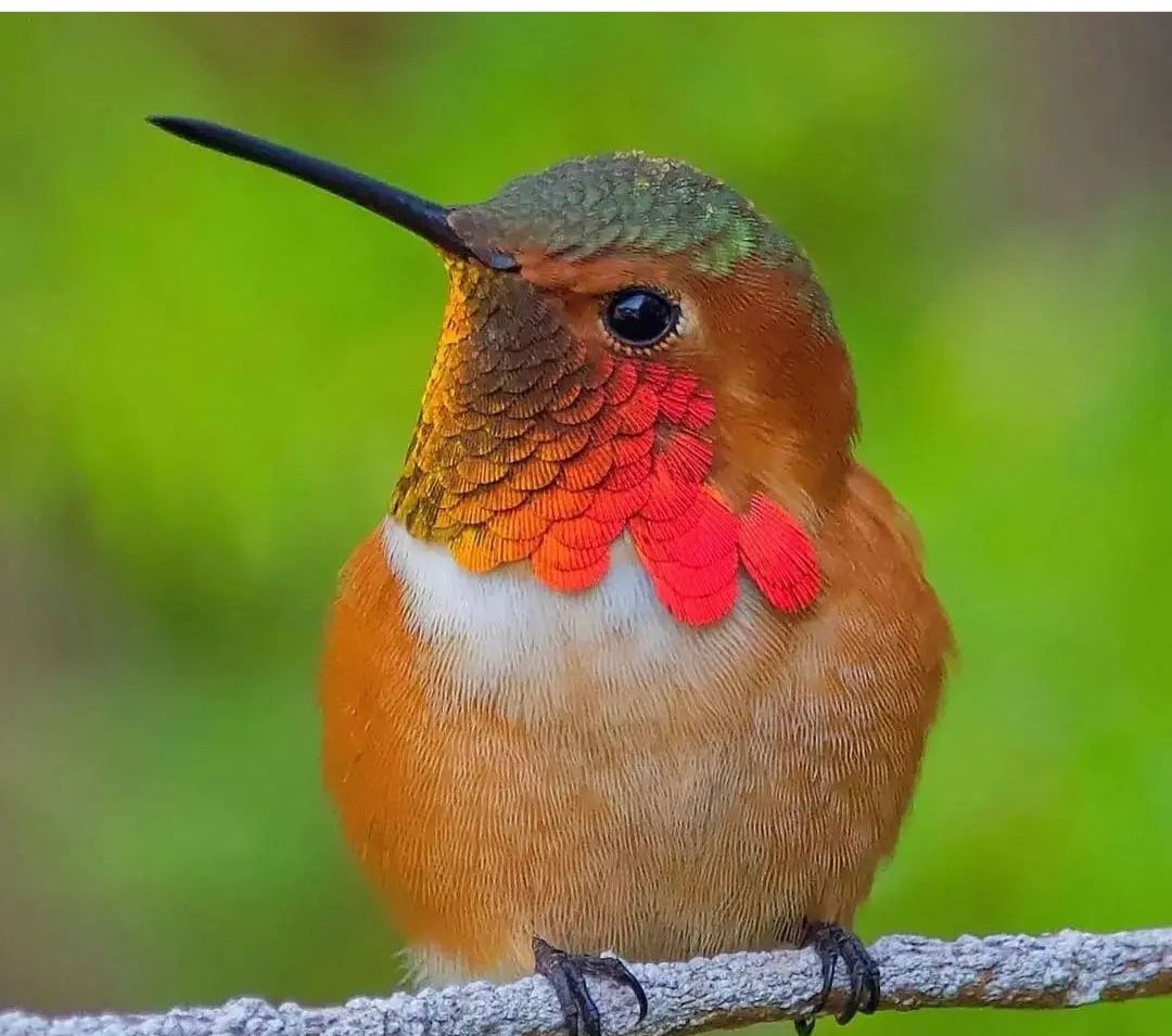 "Flutter like a hummingbird, dive like an eagle, ain't no bird that's my equal."