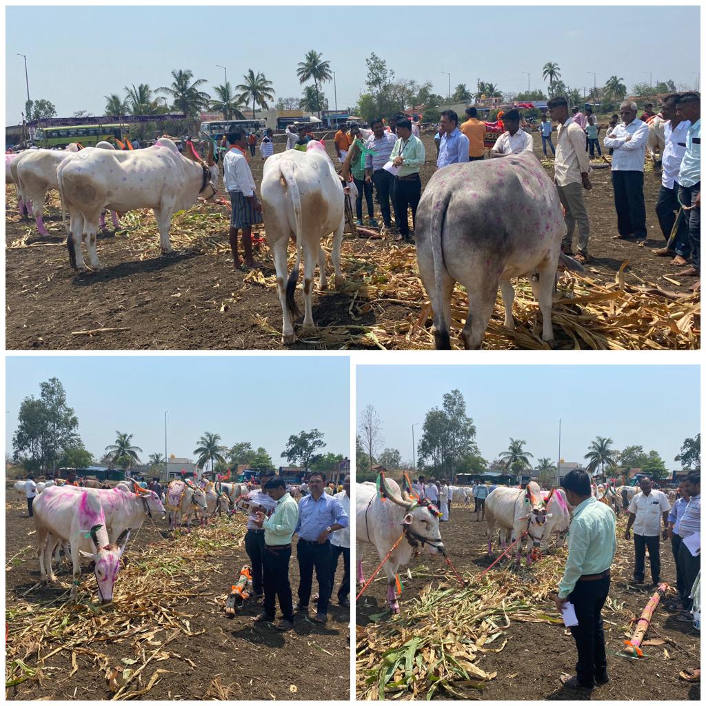 AHVS_Karnataka's tweet photo. ದಿ: 16-04-23 ರಂದು ಬೆಳಗಾವಿ ಜಿಲ್ಲೆ ಬೈಲಹೊಂಗಲ ತಾಲೂಕಿನ ನಯಾನಗರ ಗ್ರಾಮದಲ್ಲಿ ಶ್ರೀ ಸಿದ್ದಲಿಂಗ ಮಹಾ ಸ್ವಾಮೀಗಳ ಜಾತ್ರಾ ನಿಮಿತ್ಯ ಜಾನುವಾರುಗಳ ಪ್ರದರ್ಶನ ಜರುಗಿತು. ತಿರ್ಪುಗಾರರಾಗಿ ಡಾ.ವಿರೂಪಾಕ್ಷ ಅಡ್ಡಣಗಿ ಮುಖ್ಯ ಪಶುವೈದ್ಯಾಧಿಕಾರಿಗಳು ಹಾಗೂ (1/2)
#Belagavi #cattleshow https://t.co/9q1JaOdxNp