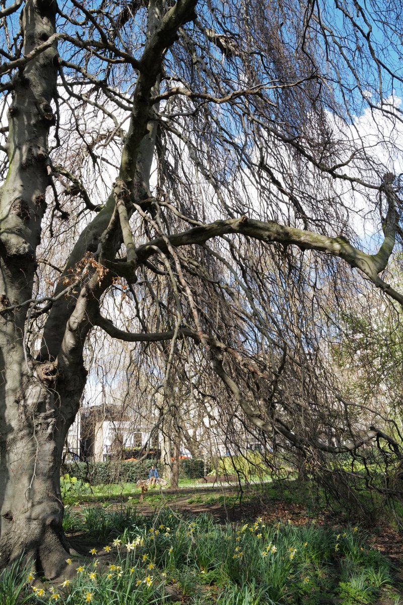 Kensington Gardens 
🌸🌱🌷
#kensingtongardens #theroyalparks #londonparks #springinlondon #bbcspringwatch #hydeparklondon #leica