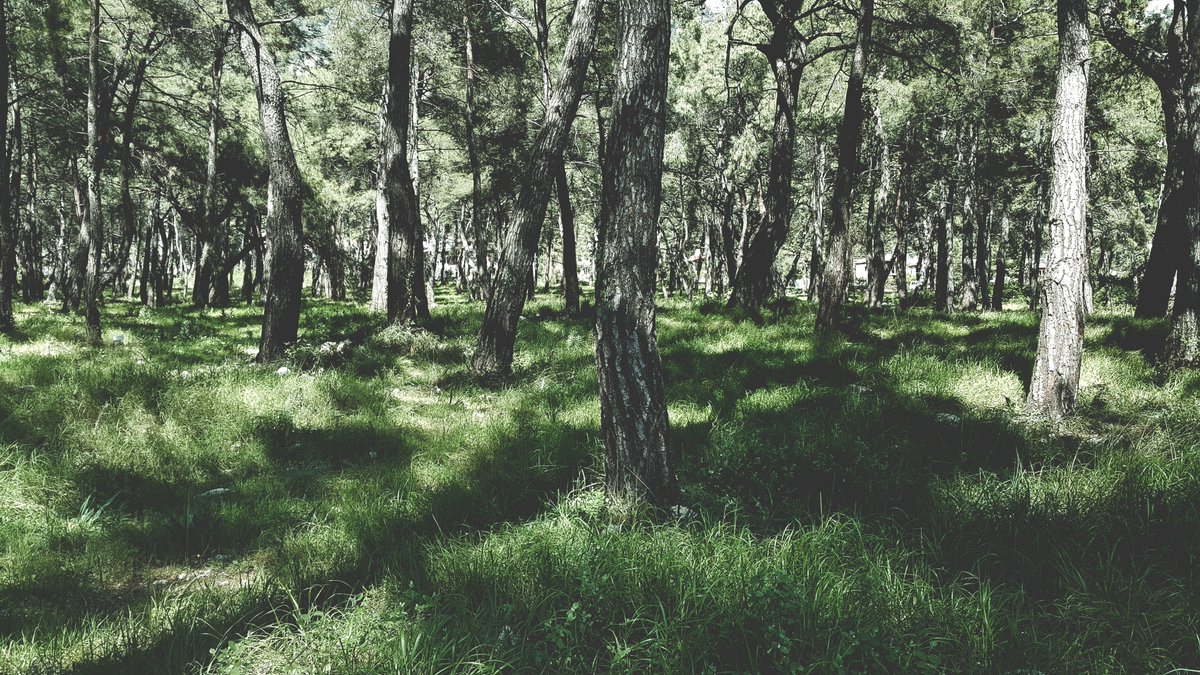 ¿Cuál es la razón de @forestia_eu? 

➡️ La gestión de masas forestales de Andalucía aplicando técnicas de Ciencia de Datos e Inteligencia Artificial.  

✔️💰 Financiado por @EIPAGRI_SP a través de @AgriculturAnd
 
✔️🔗forestiaiot.eu

#gestiónforestal, #IA