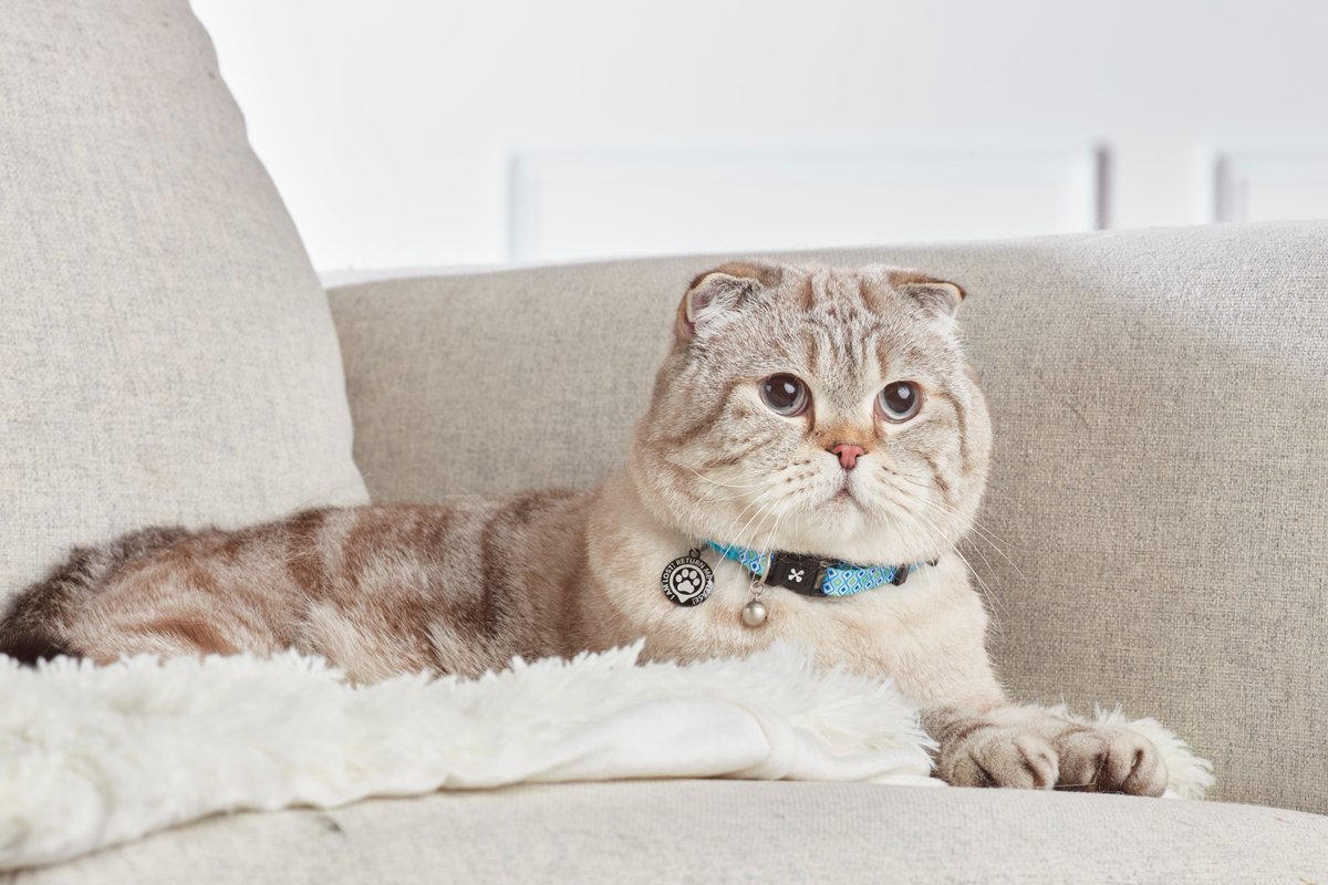 maxundmollyde's tweet photo. Royalty doesn't always have to be busy. Sometimes, it's just nice to relax and enjoy the music. 👑🎶#maxmollyurbanpets #cats #retroblue https://t.co/N3E2rkdJj0
