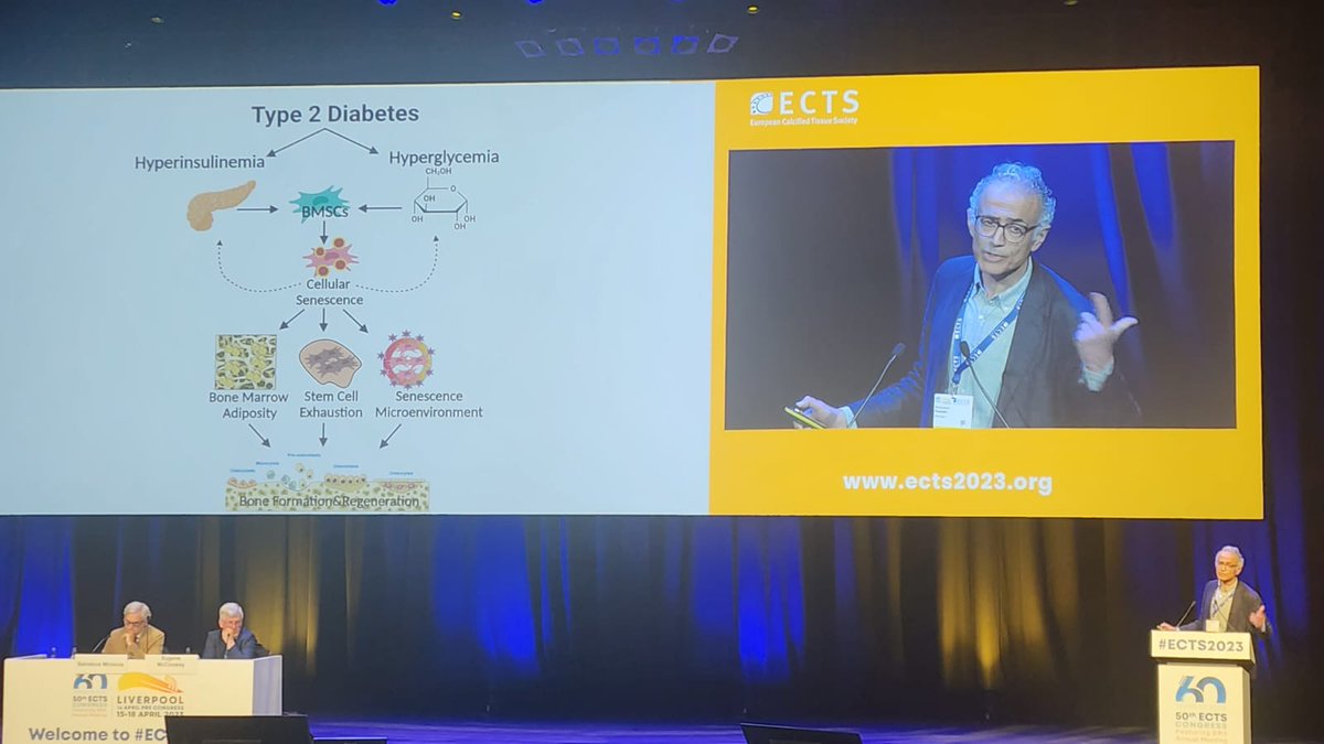 Senescence may contribute to diabetic bone disease by impairing bone remodeling and repair mechanisms, @mkassem highlighting the importance of addressing cellular aging in diabetes! #senescence #diabetes #bonedisease @KMEBLab @FIDELIO_ITN