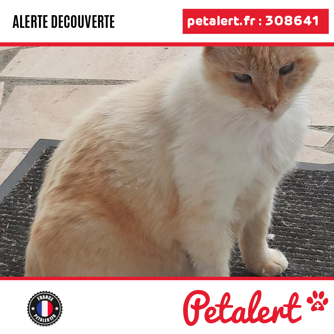 petalert_france's tweet photo. Trouvé #Chat #SaoneEtLoire #CrechesSurSaone #Petalert  #PetAlert71 / https://t.co/yhGT3GPXfJ https://t.co/DsLzqNPMuu