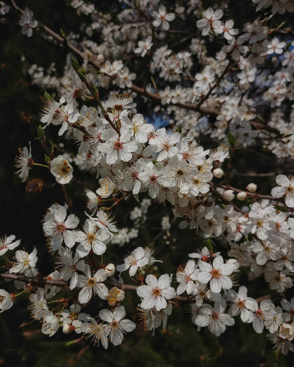 CaramelDogCraft's tweet photo. Spring in Jastrowie Poland.
Wild plum blossoms. https://t.co/nxlbL1Z02C