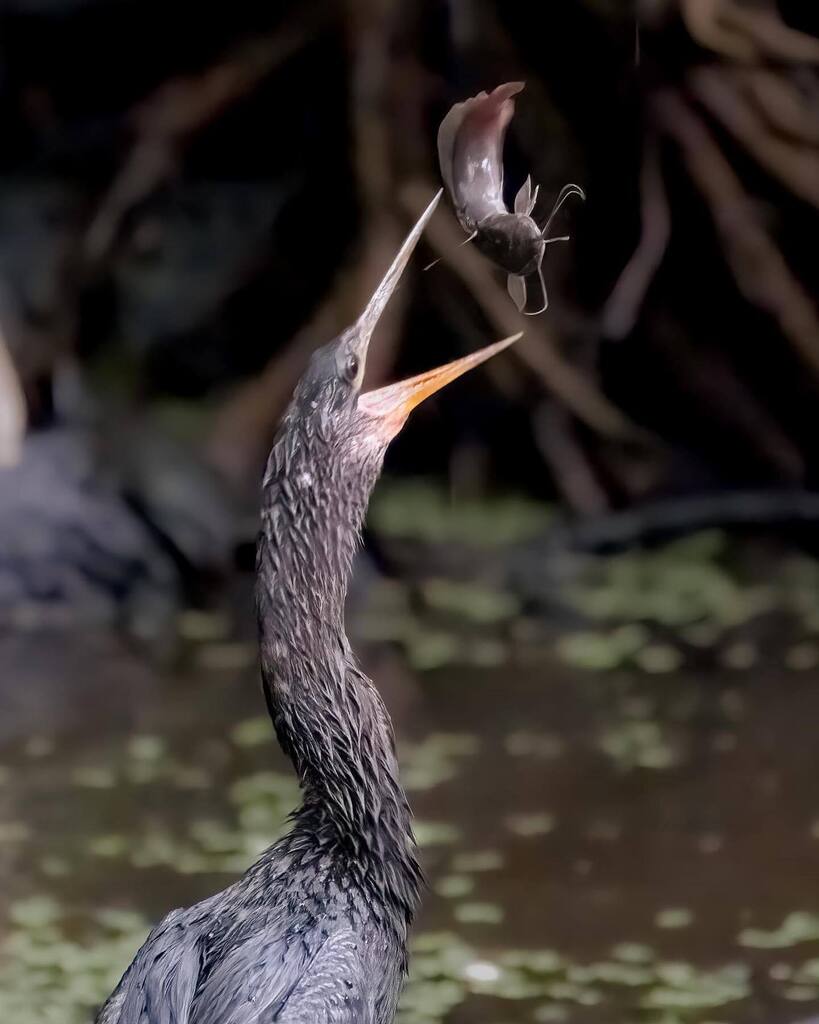 AkronJob's tweet photo. Caught this anhinga throwing back a little lunch! 
.
.
.
.
.
#gocreate #anhinga #floridawildlife #corkscrewswampsanctuary #wildlifephotographer #wildlife #birdsofinstagram #wildlifeaddicts #nikon #z9 #200500mm https://t.co/2MRLag6N2A https://t.co/tAHqEwW6xb