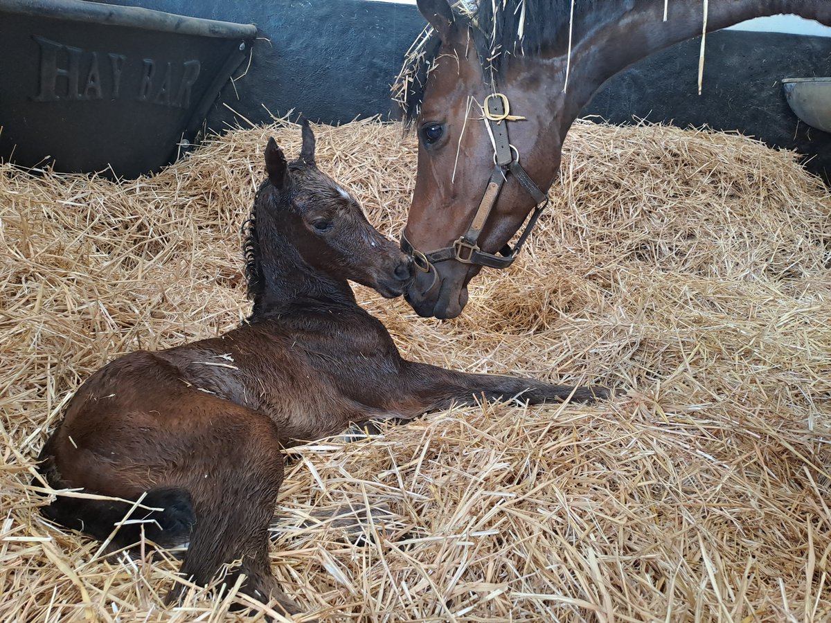 ownersgroupuk's tweet image. Cupboard Love welcomed her gorgeous new filly foal by Harry Angel yesterday 🥰🐴💜🖤 #OwnersGroup #CupboardLove #Foal