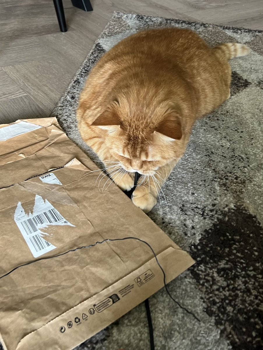 Valeriia_Nov's tweet photo. Startup idea #879: opening a zoo market featuring cat toys that aren’t designed as cat toys. https://t.co/rEZVQpO9X4