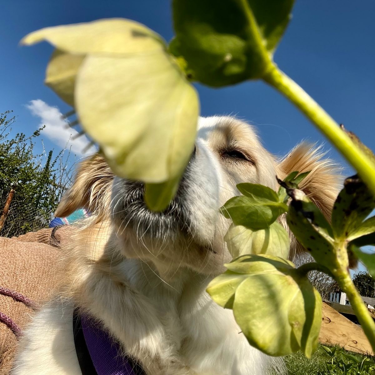 msappir's tweet photo. April newsletter for my Patrons. About the German reactions to the Israeli crisis. Lots of reading recommendations and a few things I wrote. Here with a special exclusive dog pic sneak peak!
https://t.co/gZglYKNOaB https://t.co/gQi5Ry6qwf