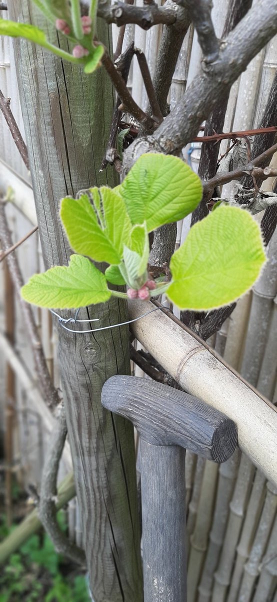 BeltPeter's tweet photo. Volop lente in Tuinnummerelf. https://t.co/ID3Nnir9Mu