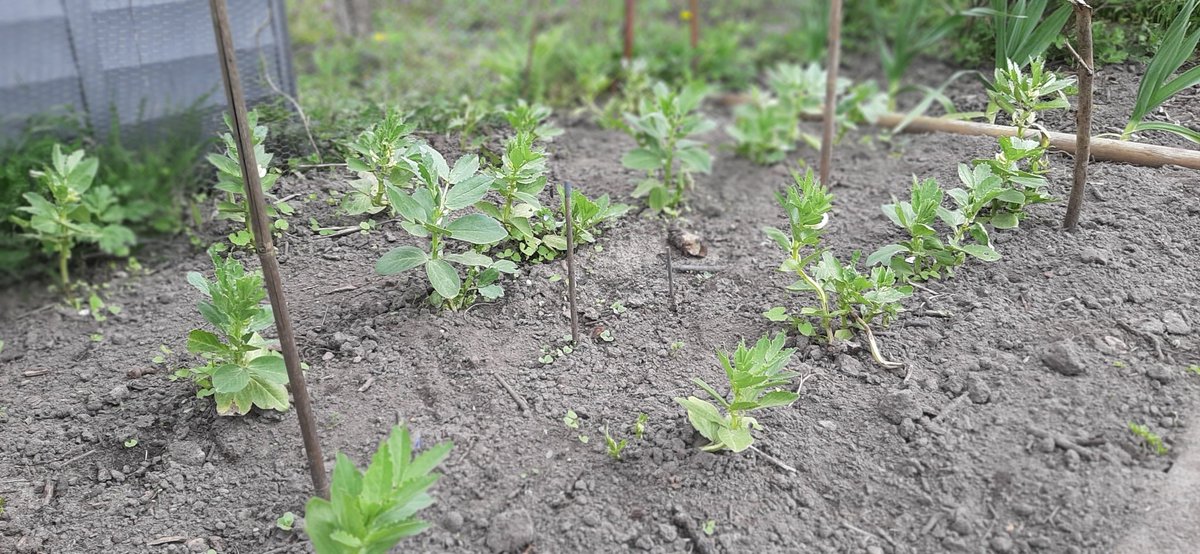 BeltPeter's tweet photo. Volop lente in Tuinnummerelf. https://t.co/ID3Nnir9Mu