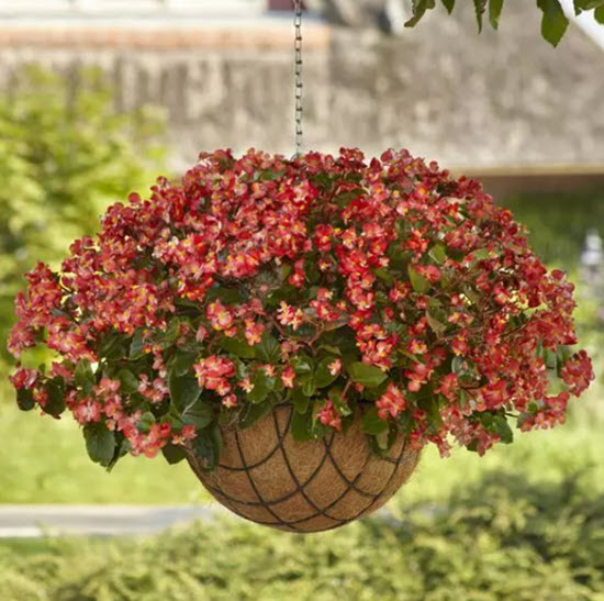 Here's something to lift your spirits in spite of our less-than-stellar spring so far. New 2023 annuals! Take a peek on today's Garden Bite. 
gardenbite.com/annuals-for-20…