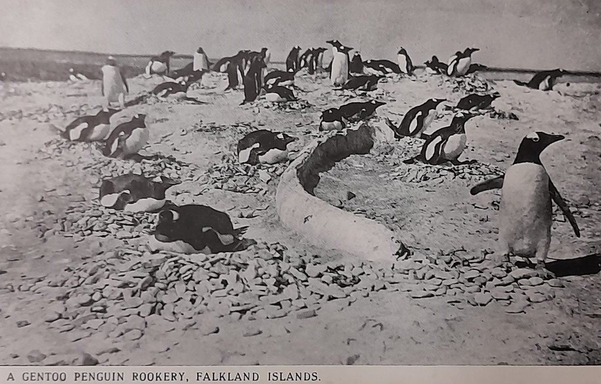 Yes, it is International Penguin Day again! This postcard c. 1942 from the Falkland Islands shows them in all their glory [X550/18/20/9]. 

#InternationalPenguinDay #Bedsarchives #FalklandIslands #Bedfordshire