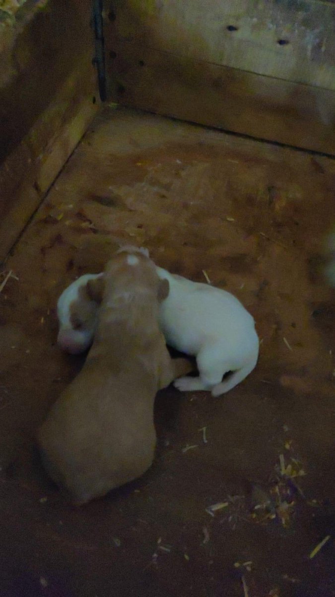 🐶 NONASPINA Y SUS BEBÉS 🐶

Ha sido mamá hace apenas unos días y aún no hemos conseguido casa de acogida para ella. Cada día que pasa es un día más que los bebés están expuestos a enfermedades y estrés en la perrera. 

Necesitamos ACOGIDA URGENTE para poderlos sacar de ahí YA.