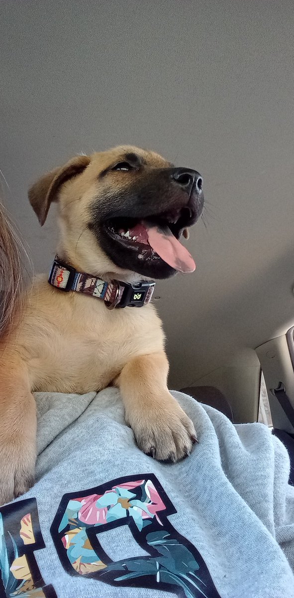 essieb48's tweet photo. This little shit head knocked my phone off the charger last night sometime, so not only did I wake to 30% battery...I woke to a small piece of string that was once my beaded wrist lanyard of my phone case ππ€¬ #havedogstheysaid #itllbefuntheysaid #DamnitDozer π https://t.co/EOAGujyL55