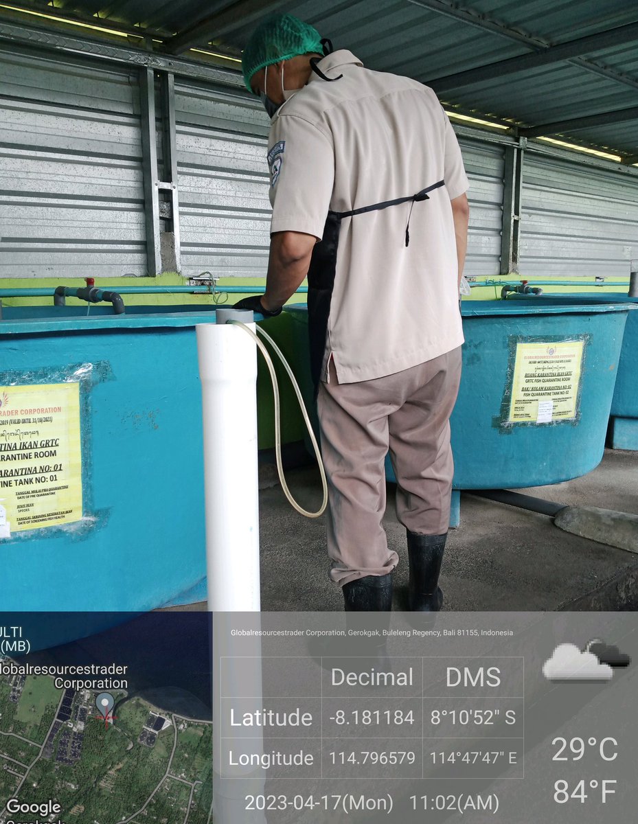 MarineCulture's tweet image. 18 APR 2023
#ICSGRTC
Assessment:
Monitoring dan Surveillance Hama dan Penyakit Ikan/ Karantina tertentu oleh FQIA Denpasar bulan April 2023.

Sampel ikan received &amp;amp; checked by PPC FQIA DPS.

Results: Conformities.

Learning: Hal Sepele Tapi Penting ☕