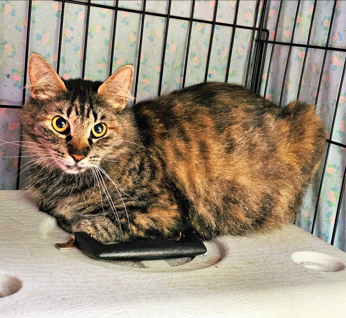 TpawsNoKill's tweet photo. Mavis is one lucky feral mom cat. Check out this week's Mewsings to find out why. https://t.co/ghuCXNaUmI https://t.co/PjYaaBJGWy