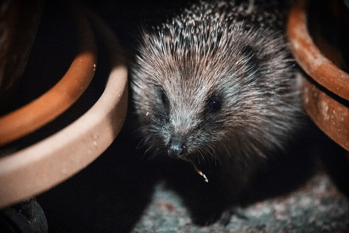 Hedgehog talk! 🦔

Join ZSL and 3 conservation organisations to learn about citizen science's vital role in the recovery of the iconic hedgehog. 

📅 9th May
🕓 6 - 7:30pm

Book 👉 ow.ly/3WXQ50NHSuk

@ZSLScience #ZSLtalks