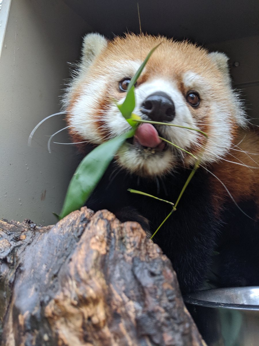 red-panda-network-on-twitter-rt-tzwconservancy-paws-up-if-you-can