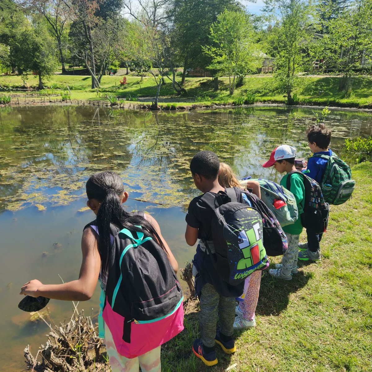 UrbanAdvSquad's tweet image. This is how we spring break!
🐢🐢🐢🪷🪷🪷

@KenAqGardens

#JuniorRangerAdventureSquad 
#KenilworthAquaticGardens
#CityAsAClassroom 
#ThisIsOutdoorLearning 
#KidsOutside 
#KidsInNature