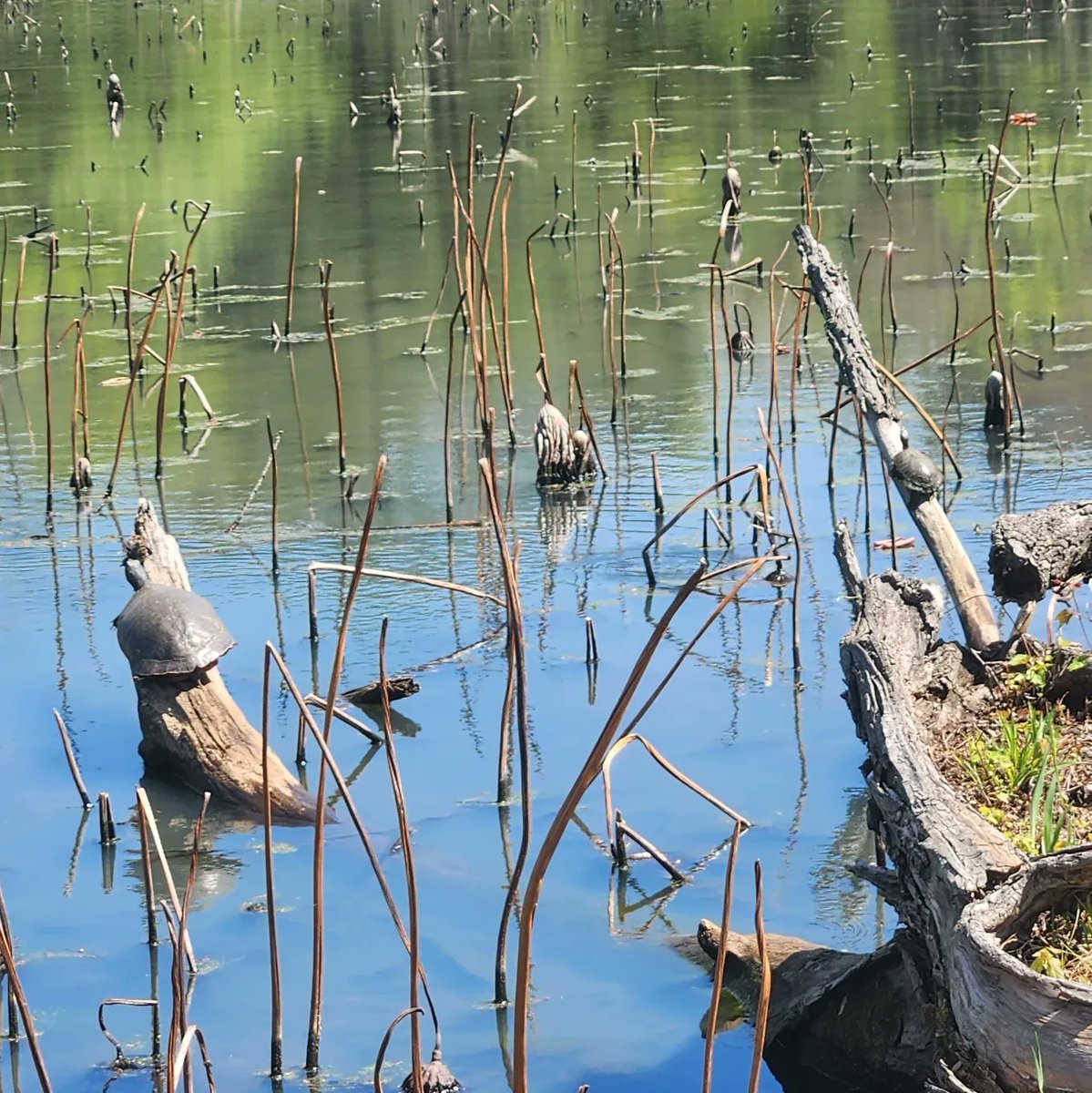UrbanAdvSquad's tweet image. This is how we spring break!
🐢🐢🐢🪷🪷🪷

@KenAqGardens

#JuniorRangerAdventureSquad 
#KenilworthAquaticGardens
#CityAsAClassroom 
#ThisIsOutdoorLearning 
#KidsOutside 
#KidsInNature