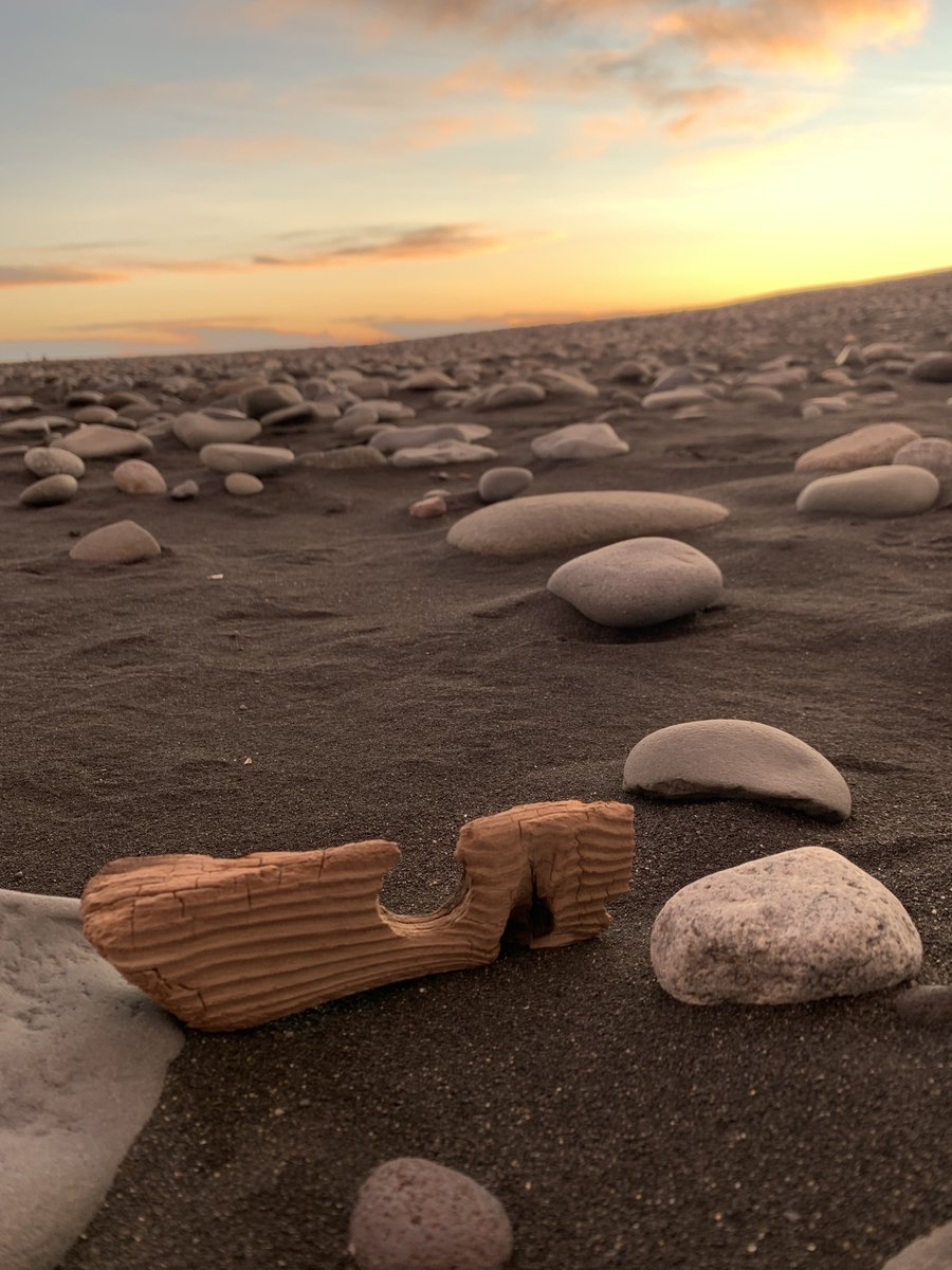 🆕 Analyses by <a href="/LisabetGud/">Lísabet Guðmundsdótt</a> of wood found on archaeological sites in Greenland shows the #Norse were importing timber from North America for far longer than previously thought. Like on #Iceland, they also relied on driftwood.
[£] buff.ly/3GQqsY1 
📸  Driftwood on Iceland