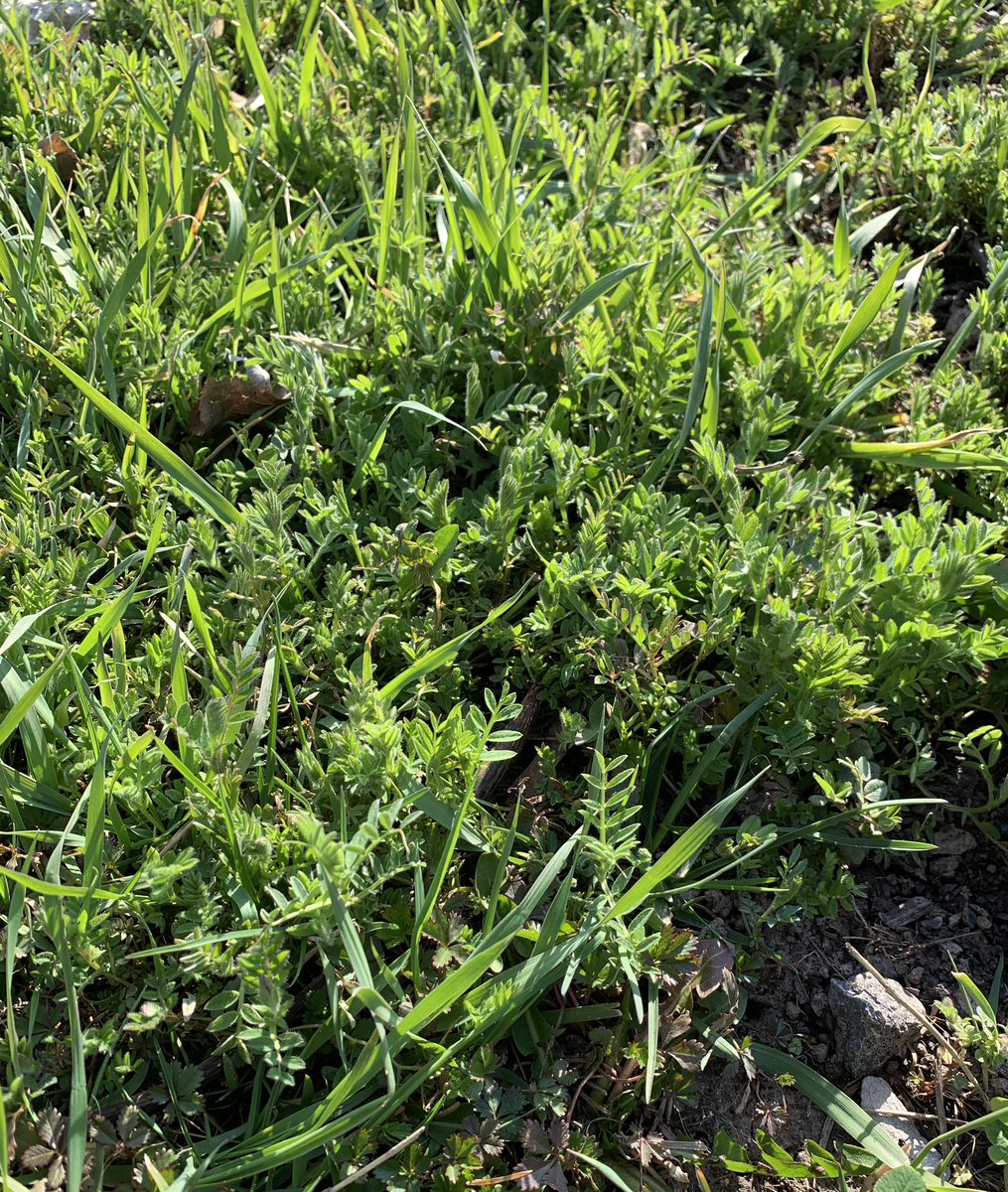 Lori Koenick tweet media