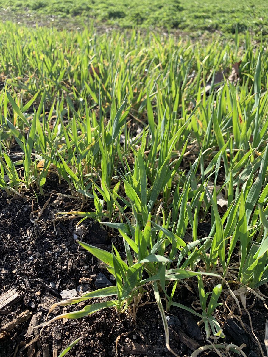 Lori Koenick tweet media