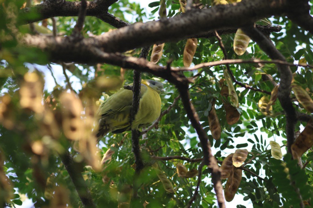 Yellow-footed Green Pigeon
(Treron phoenicopterus)
Okhla, Bird Sunctuary, Sector95, Noida, Uttar Pradesh.
17, October, 2022.