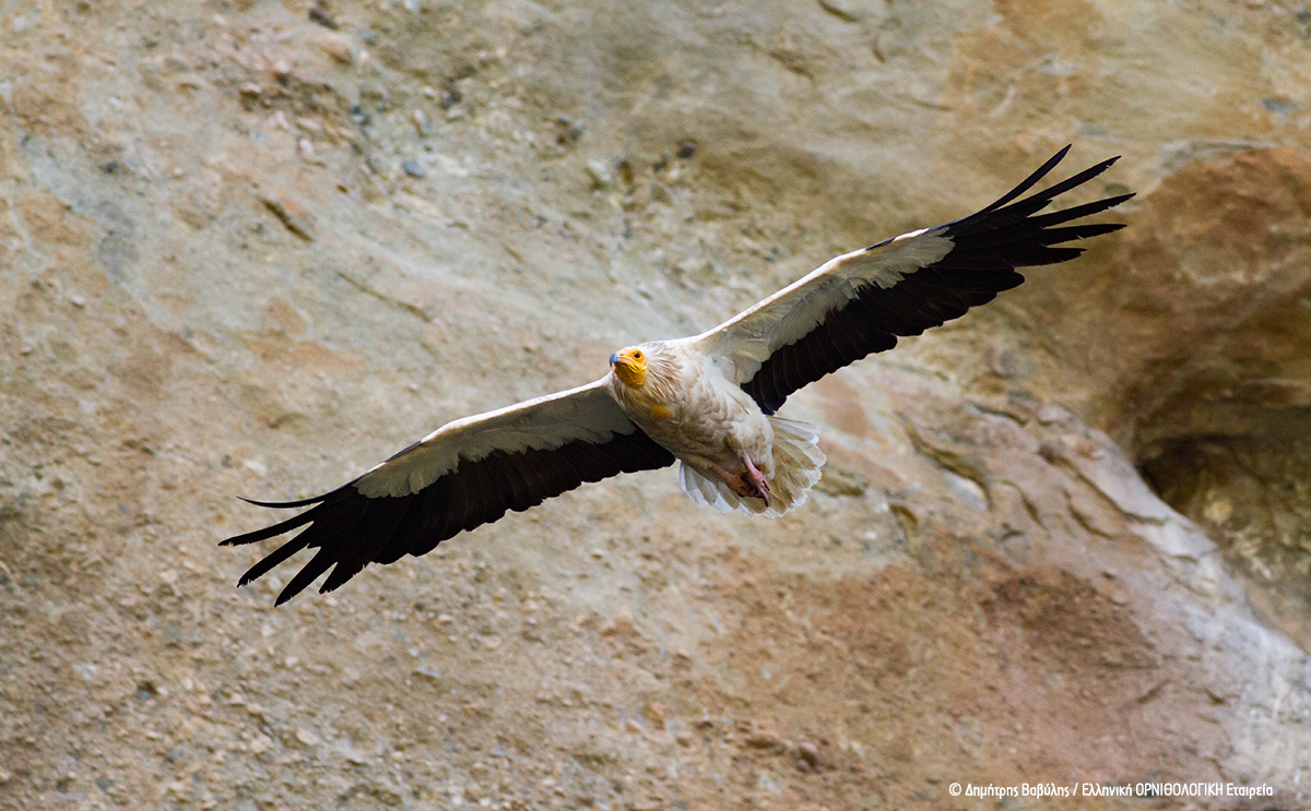 ornithologiki's tweet photo. 📅18/4 - #WorldHeritageDay
“Δεμένοι” με την ίδια μοίρα, οι εναπομείναντες "νομάδες" κτηνοτρόφοι και οι τελευταίοι #Ασπροπάρηδες της χώρας μας κινδυνεύουν να χαθούν για πάντα και, μαζί τους, ένα μέρος της λαϊκής μας παράδοσης: https://t.co/1ornxQxwNV #NomadsDoc #Νομάδες https://t.co/I8GQsVggj0
