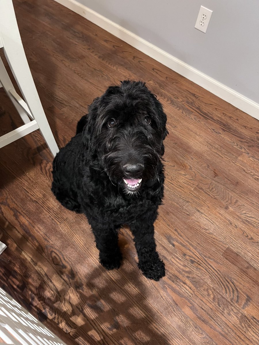 DoodleAndDane's tweet photo. Wishing our mama hooman a very #HappyBirthday with extra snuggles and sloppy kisses! https://t.co/AmqhGYYIPf