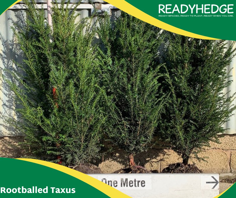 Readyhedge's tweet image. Last chance to buy rootballed Taxus baccata! Perfect for formal gardens, easy to shape. Plant in a well-draining spot w/ partial to full sun. Contact us at 01386 750 585🌿🍃 #taxusbaccata #hedgeplants #gardening