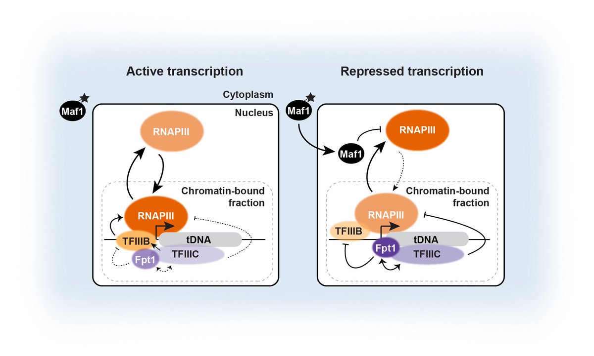 Unlocking the mystery of tRNA gene regulation! Our latest pre-print reveals a new protein and new mechanism promoting RNAPIII eviction and tuning metabolic responses. Read more now! doi.org/10.1101/2023.0…
#tRNA #GeneRegulation #Fpt1 #RNAPIII