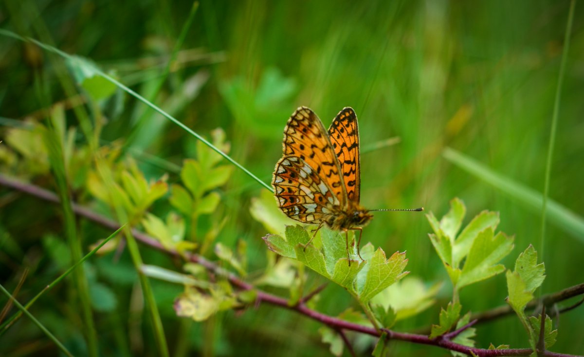 We're a wild home to over 350 species of plants and animals including protected breeding colonies of bat, bird and butterfly. Some parts of the cemetery are left as managed wilderness, where bramble, thickets and old trees are of benefit. Discover more lght.ly/9h73anl