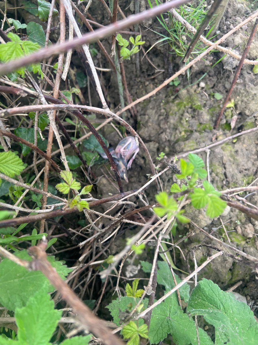 DougWanstall's tweet photo. Any naturalist that doesn’t accept that the rise in corvid numbers is having a dramatic effect on small bird numbers is simply wrong. 2 pictures of chicks from a nest I witnessed raided by magpies. Last week saw lapwing chicks taken by crows. #naturekillsnature https://t.co/WwZg3s3Q0D