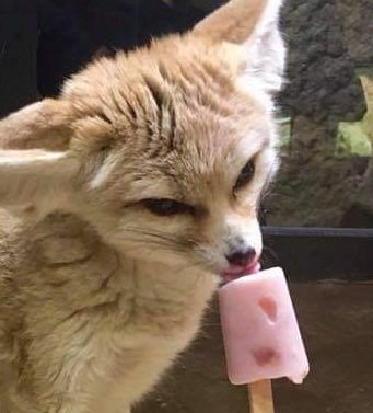 fennecfoxdavid's tweet photo. Day #543 of David Tennant as a Fennec Fox 🦊 @neilhimself #DailyFennecDavid

HAPPY BIRTHDAY DAVID TENNANT! 🎉🎂🎈🎁🥳🎉 https://t.co/IYGU4VQ755