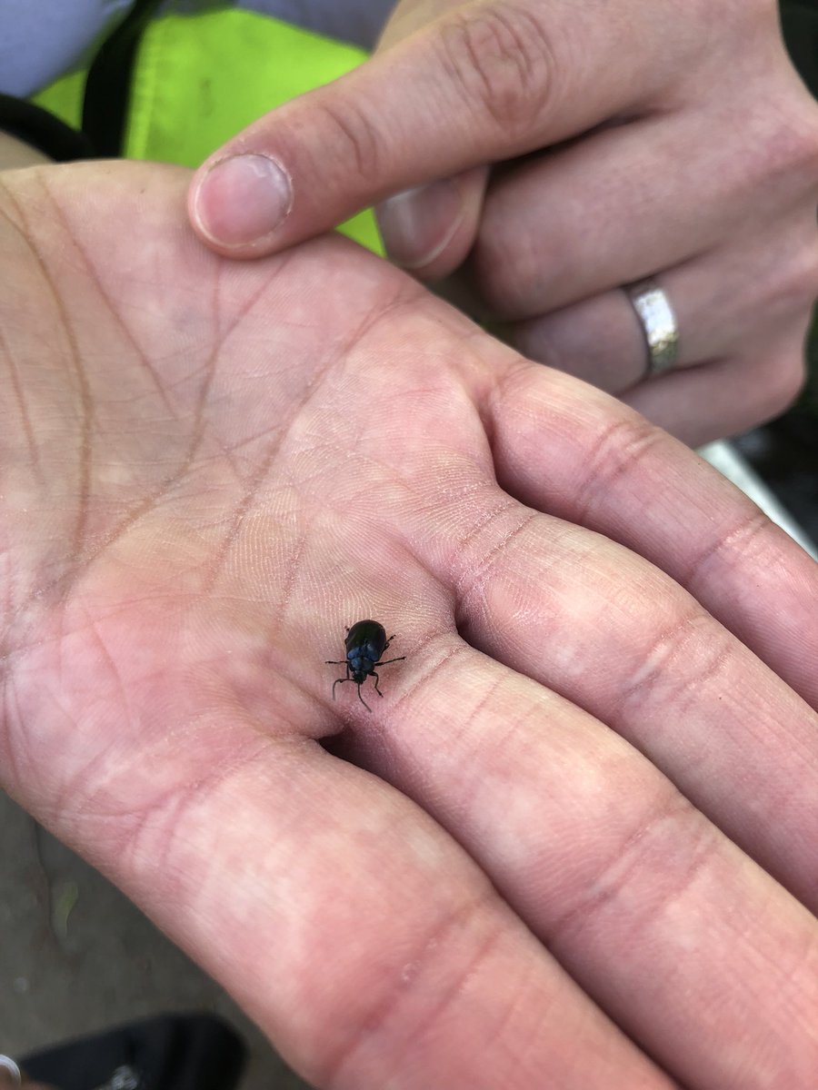 _leannebaldwin_'s tweet photo. Mendip road estate inspection with neighbourhood specialist Di and James from our tree team! Joined by councillor Clifford, some customers and Beetles πͺ² #CreatingPositiveSpaces #Chorley @Onward_Homes @ChorleyCouncil @LancashireCC https://t.co/94zo4QsmTD