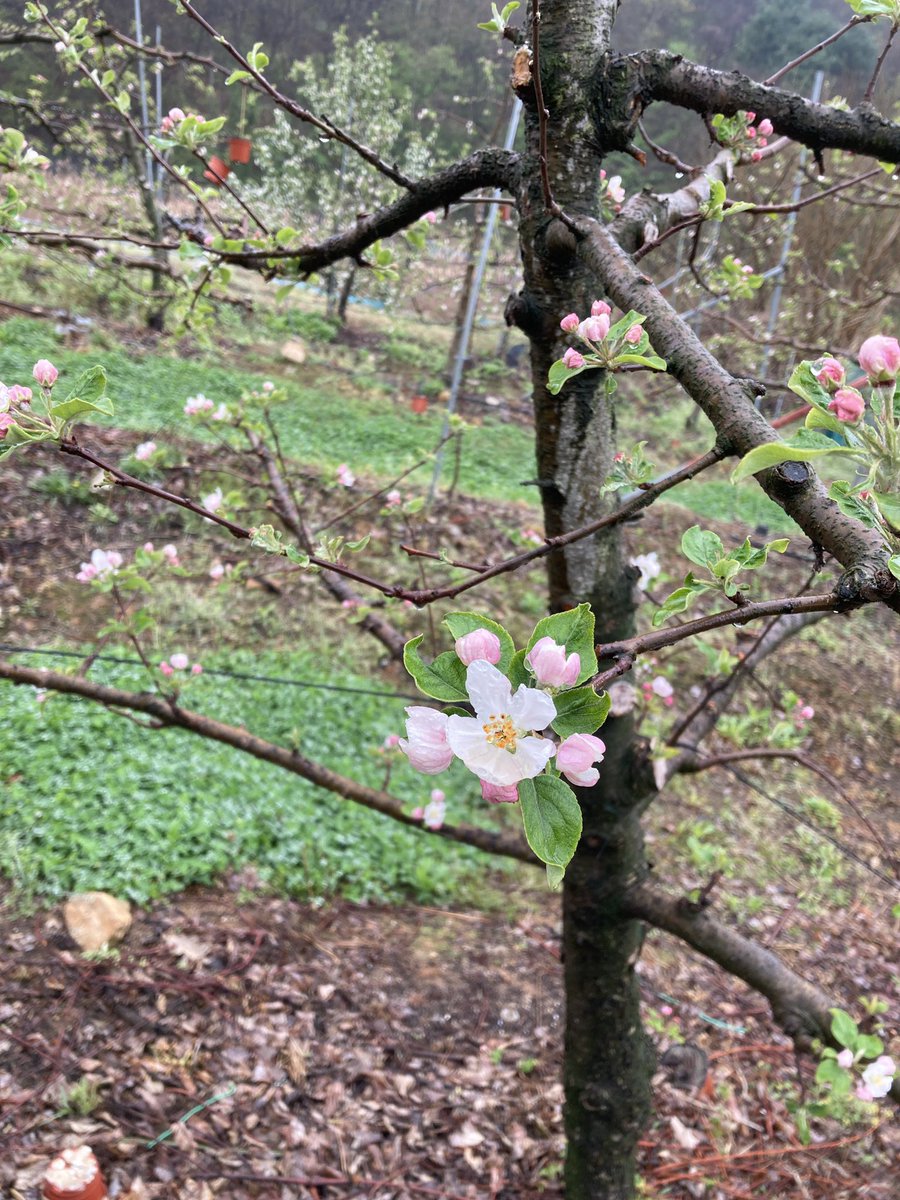 이웃집 사과밭에 사과꽃이 피고있다