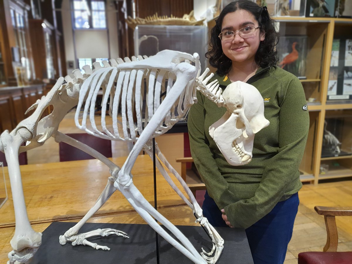 🦴 3D printing has restored a 100 year old chimpanzee skeleton.

<a href="/KingsImaging/">Biomedical Engineering & Imaging Sciences</a> academics used CT scans and novel 3D printing techniques to repair the skeleton which was acquired in 1905.

Read more 🔗➡️ kcl.ac.uk/news/medical-3…
