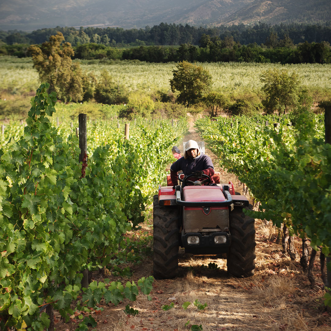 En <a href="/VinaFLurton/">Viña François Lurton</a> nos comprometemos con el medio ambiente y la producción sostenible. Mantenemos una vegetación autóctona en armonía con nuestros viñedos y utilizamos técnicas de cultivo sostenibles para producir los mejores vinos. 🍷🌱 

#ViñaFrancoisLurton #Biodinamia
