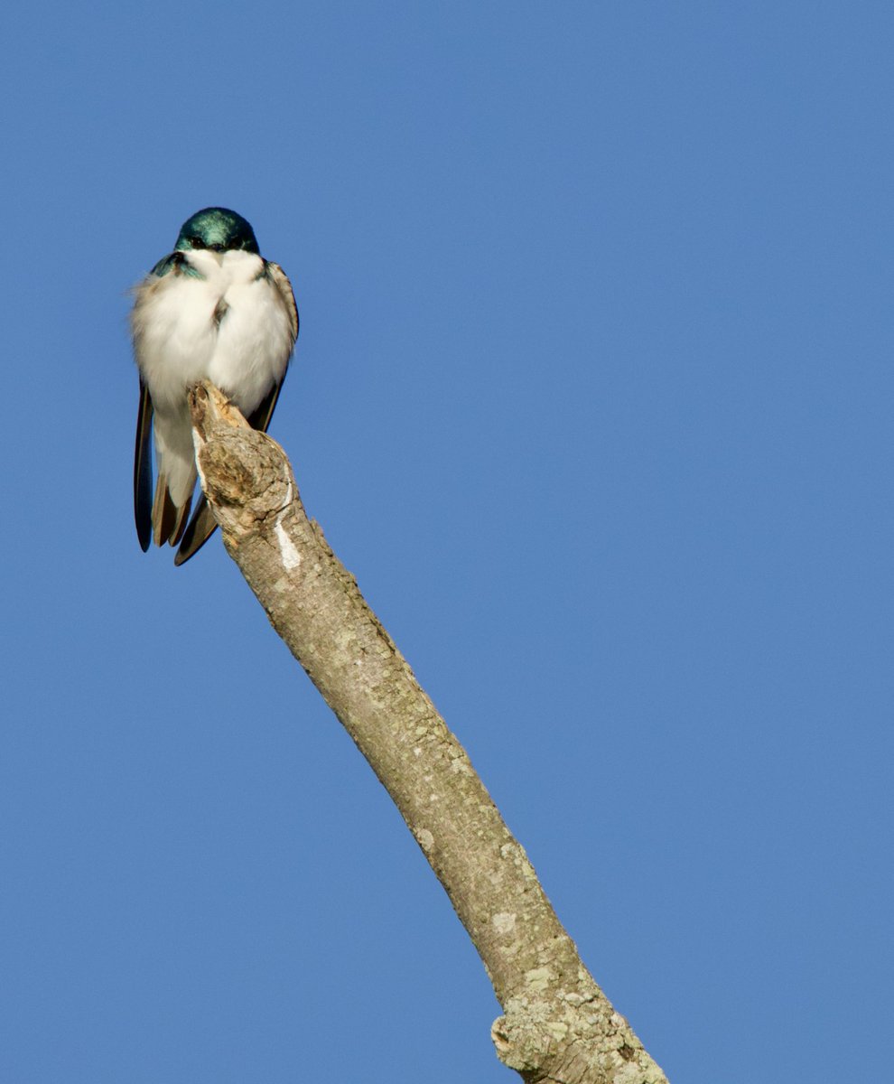 You looking at me? Cute little tree swallow. #TwitterNatureCommunity #CTNatureFans #birdphotography #treeswallow