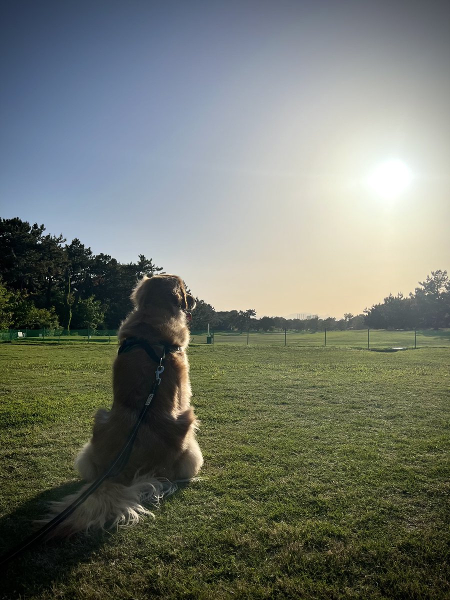 Verothegolden's tweet photo. Vero played with my father all day.

#犬のいる暮らし #丁寧な暮らし
#犬 #フラワー #ゴールデンレトリーバー
#大型犬  #フルールアンクレール #doglife
#golden #いぬったー #キャリアチェンジ https://t.co/Ald2aFbJVv