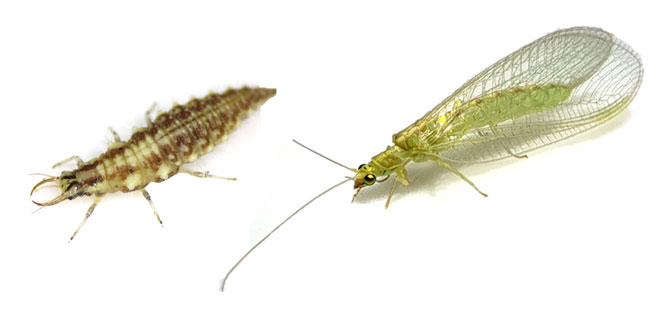GAgudeloC's tweet image. I will be fulfilling a long-desired dream of studying animal venoms 🤩. Specifically, we will investigate microevolutionary aspects of #lacewing venoms, with focus on #evolvability. 2/n
Pic credit: mn.uio.no/cees/english/r…
