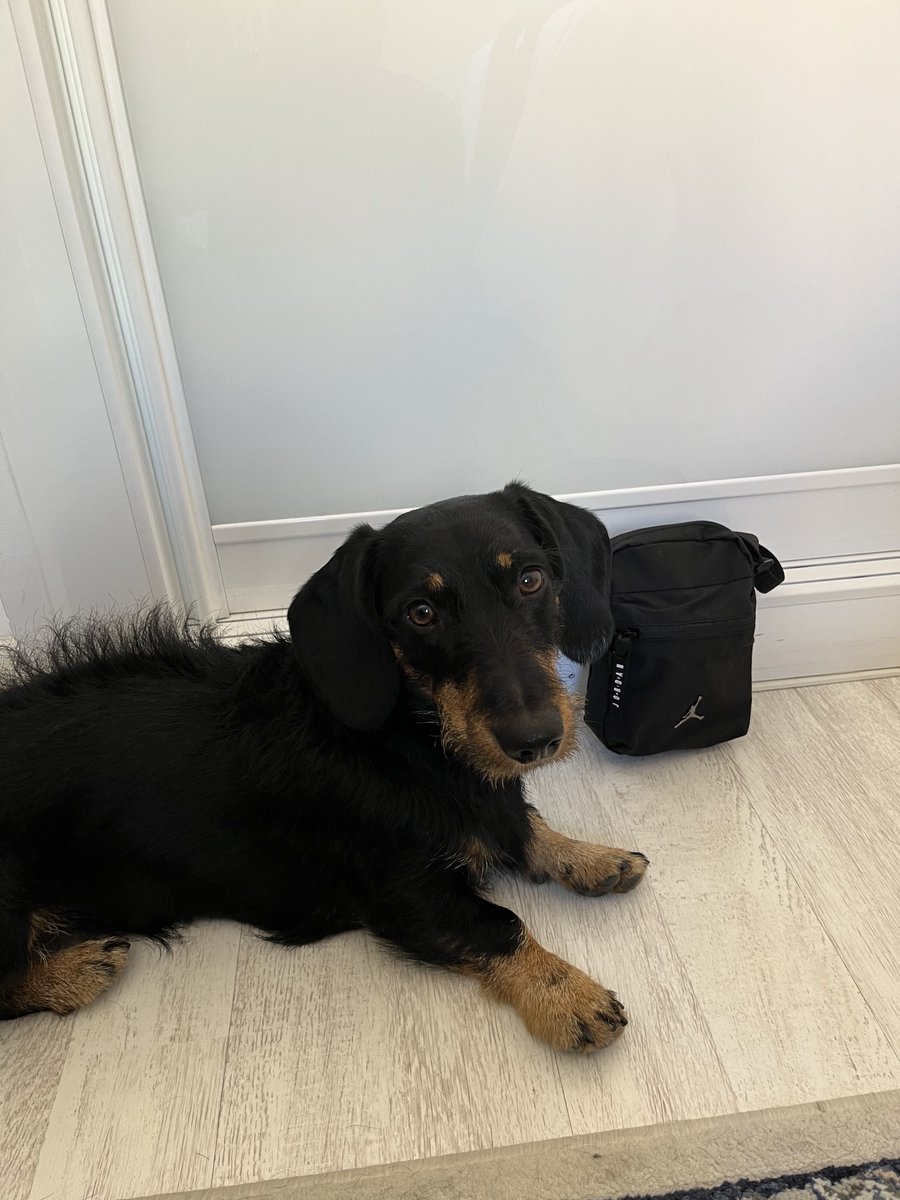 Ferferfer99's tweet photo. Thank you @guille37337758 for your order 🐶✅ https://t.co/EGJ5THop9a
