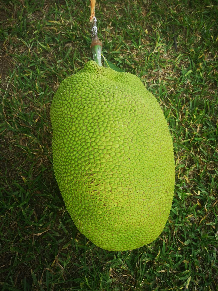 Mathew Dukson tweet media