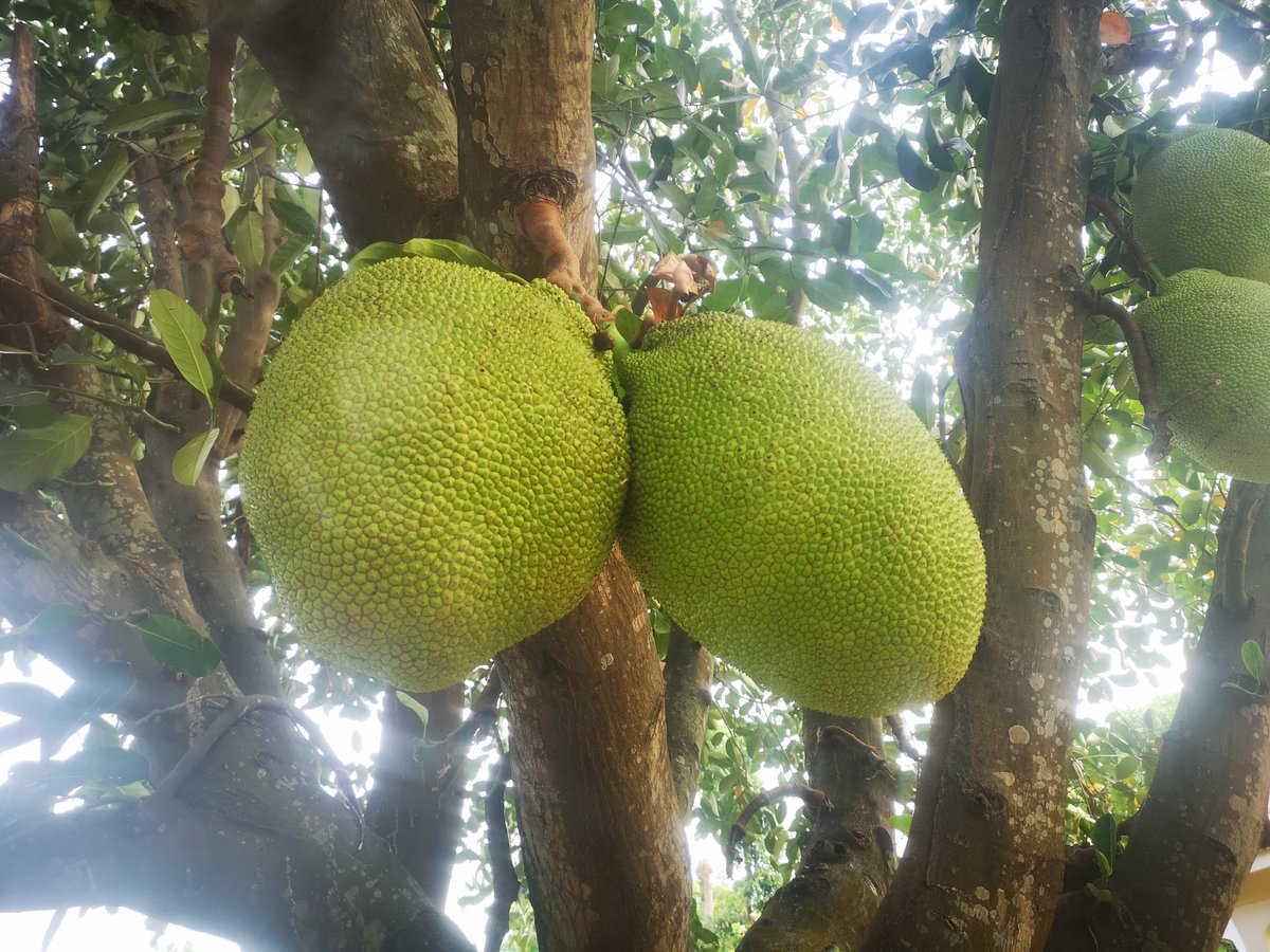 Mathew Dukson tweet media