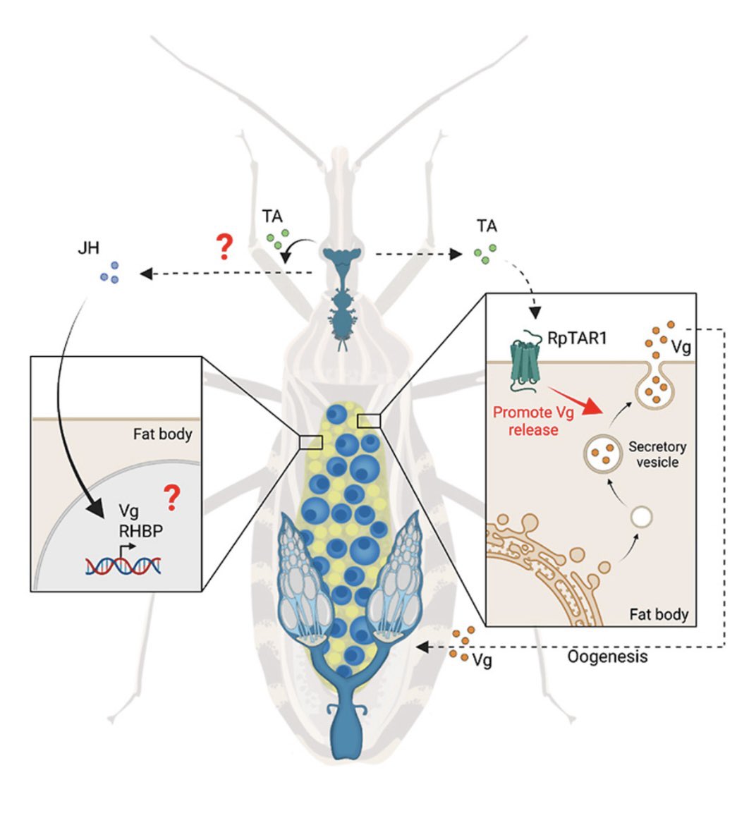 #SBAM! What if the vitellogenin release from fat body needs a tyramine-mediated signal? I investigated this in my last first author paper published in Insect Biochem Molec Biol! Thanks <a href="/fede_albanese/">Federica Albanese</a> for your amazing help!

doi.org/10.1016/j.ibmb…

<a href="/sciencedirect/">Elsevier | ScienceDirect</a> <a href="/ElsevierConnect/">Elsevier</a>